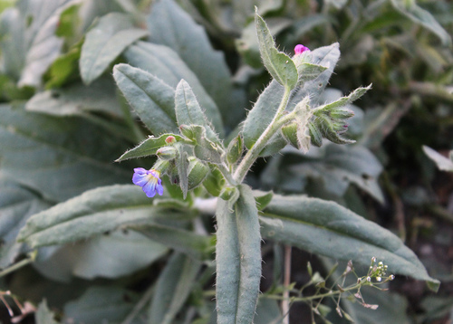 Monkswort (Nonea versicolor)