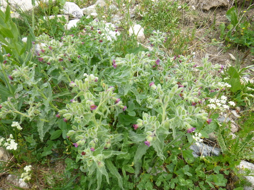 Monkswort (Nonea versicolor)