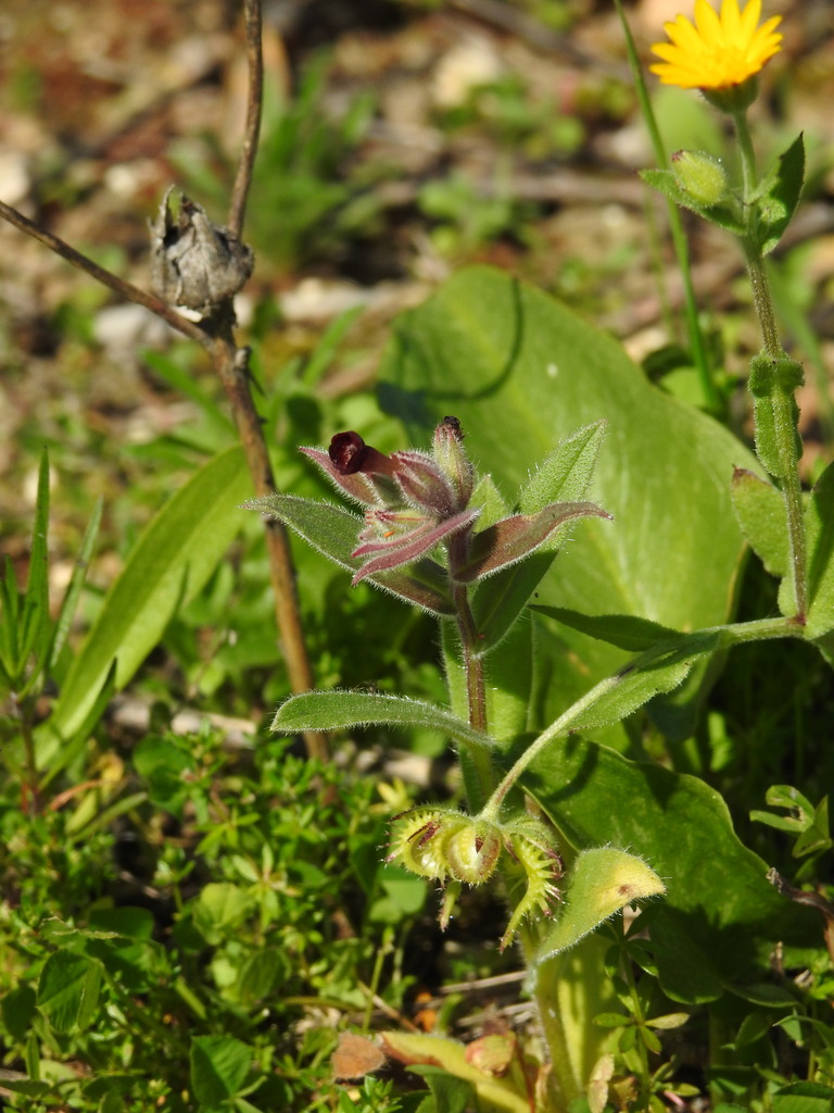 Red monkswort (Nonea vesicaria)