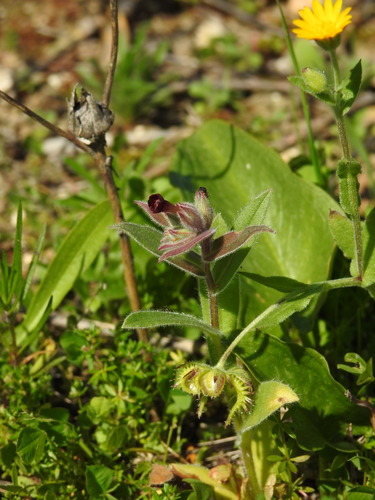 Red monkswort (Nonea vesicaria)