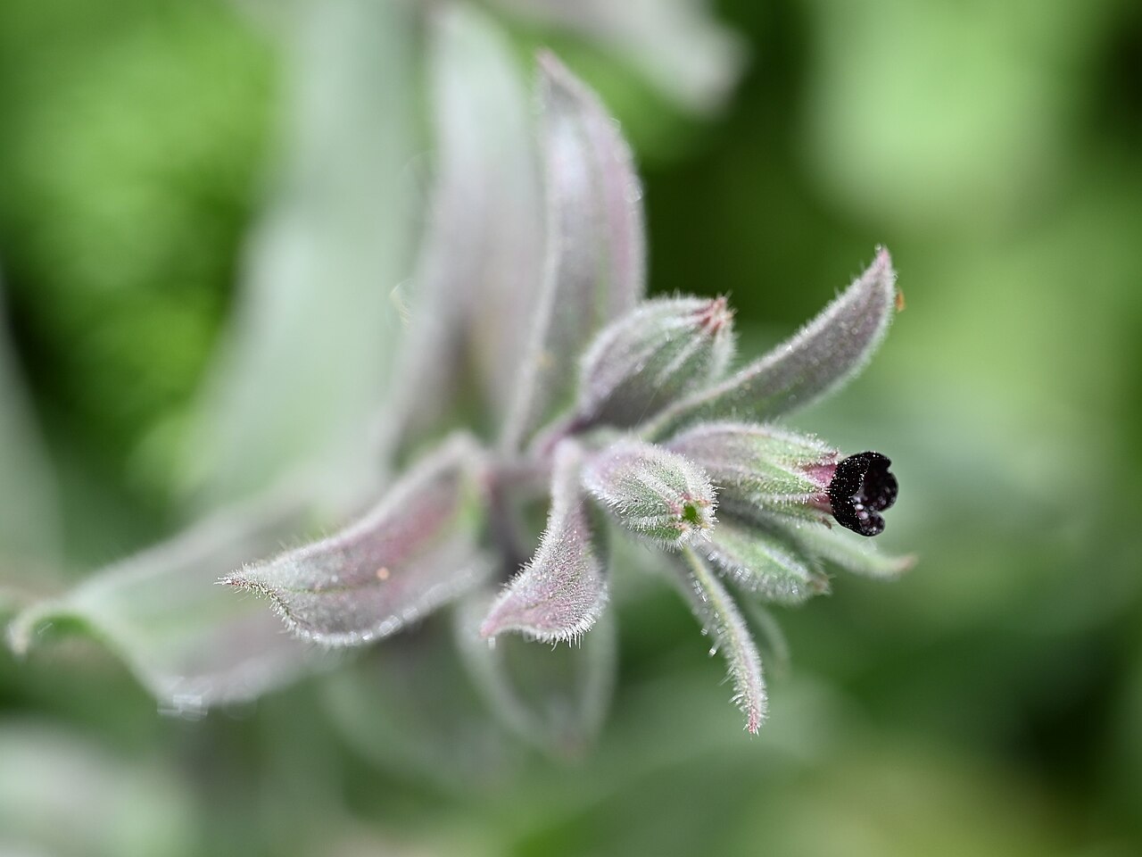 Red monkswort: Nonea vesicaria in Quentar, Andalusia