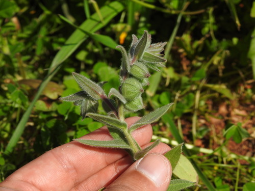 Red monkswort (Nonea vesicaria)