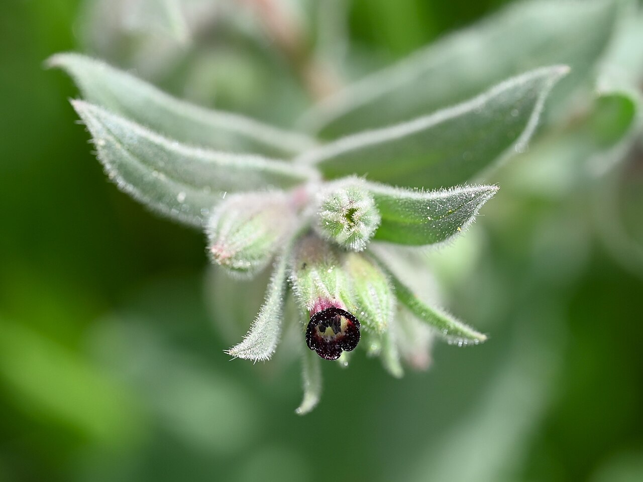 Red monkswort: Nonea vesicaria in Quentar, Andalusia