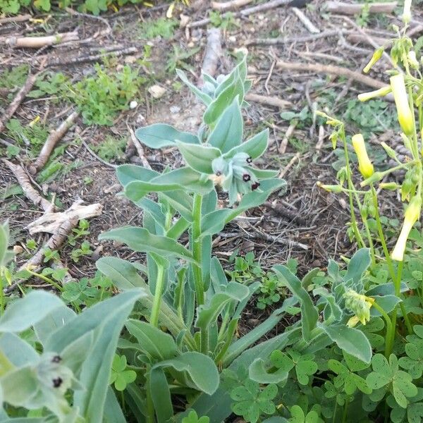 Red monkswort (Nonea vesicaria)