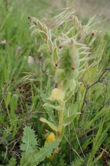 Red monkswort (Nonea vesicaria)