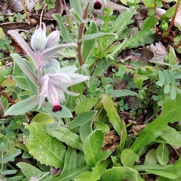 Red monkswort (Nonea vesicaria)