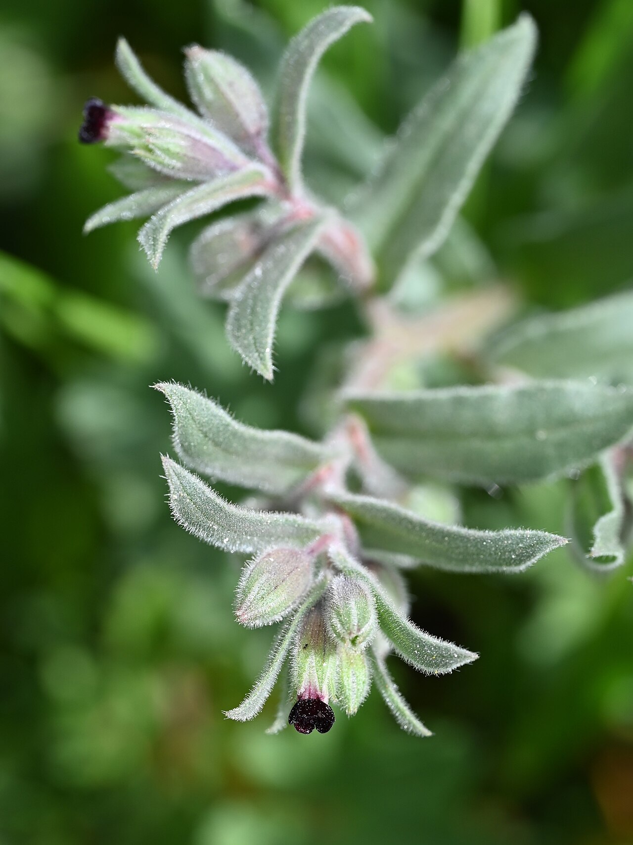 Red monkswort: Nonea vesicaria in Quentar, Andalusia
