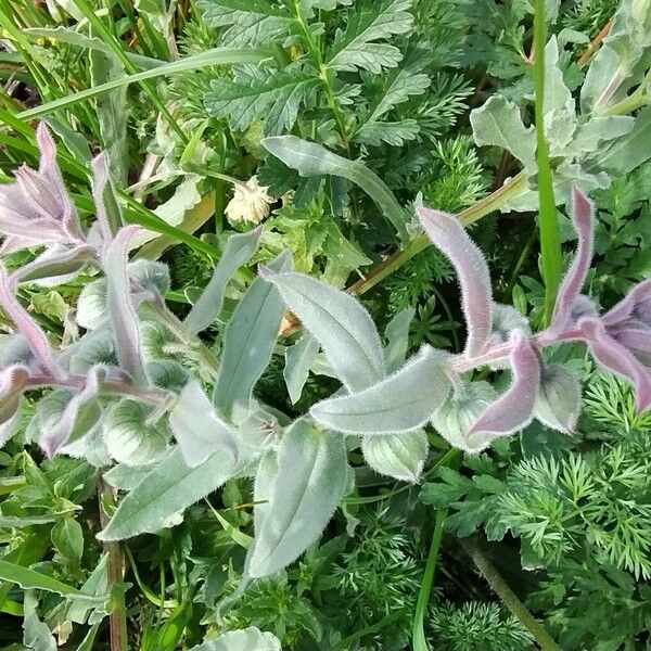 Red monkswort (Nonea vesicaria)