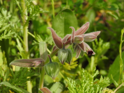 Red monkswort (Nonea vesicaria)
