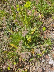 Red monkswort (Nonea vesicaria)