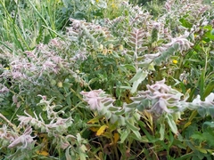 Red monkswort (Nonea vesicaria)