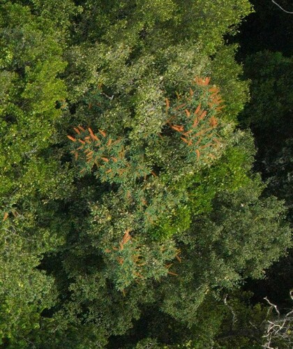 Norantea guianensis (Norantea guianensis)