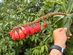 Norantea guianensis (Norantea guianensis)