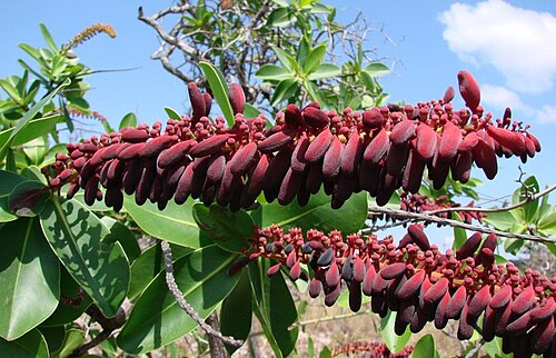 Norantea guianensis: Norantea guianensis - MARCGRAVIACEAE - Serra Dourada - Goias - GO - Brasil