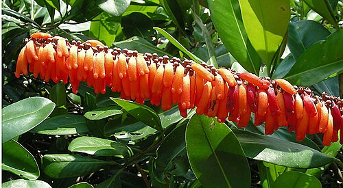 Norantea guianensis: Found mainly in tropical South America. Photo from garden near Pereira, Colombia. In context at www.dixpix.ca/meso_america/Flora/ericales/index.html