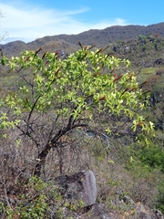 Norantea guianensis (Norantea guianensis)