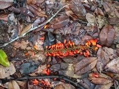 Norantea guianensis (Norantea guianensis)