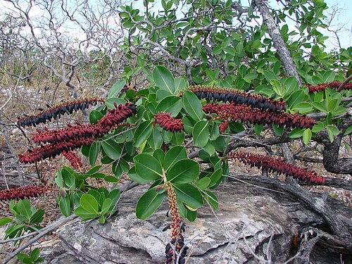 Norantea guianensis: Norantea guianensis - MARCGRAVIACEAE - Serra Dourada - Goias - GO - Brasil