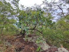 Norantea guianensis (Norantea guianensis)
