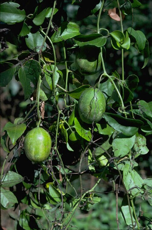 Nothoalsomitra suberosa: Nothoalsomitra suberosa in D'Aguilar Range, Queensland, Australia