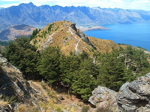 Mountain beech: Remnant patch of Mountain Beech forest on Ben Lomond (Nothofagus solandri var. cliffortioides). Lake Wakatipu and The Remarkables in the background