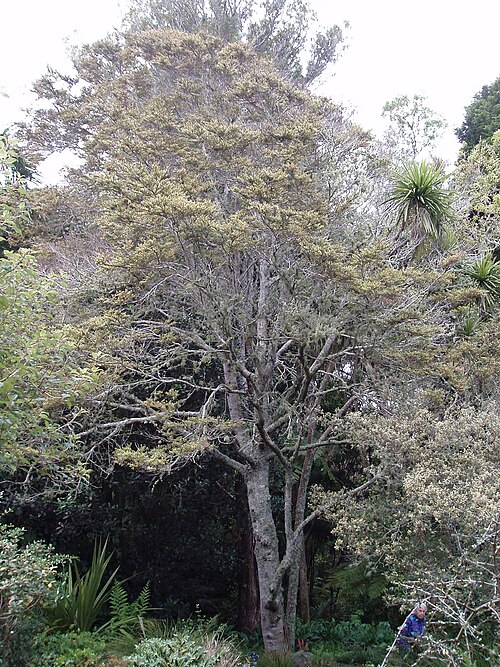 Mountain beech (Nothofagus cliffortioides)