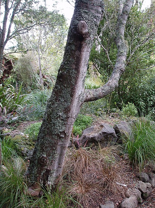 Mountain beech (Nothofagus cliffortioides)