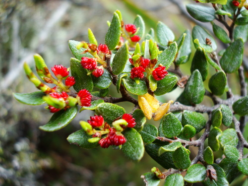 Mountain beech (Nothofagus cliffortioides)