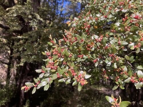 Mountain beech (Nothofagus cliffortioides)