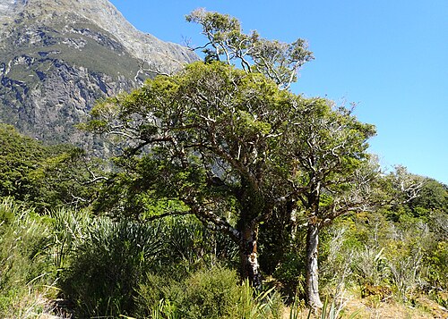 Mountain beech: Nothofagus solandri var. cliffortioides at Milford Sound, Southland, New Zealand