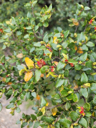 Mountain beech (Nothofagus cliffortioides)