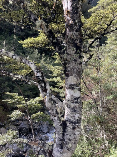 Mountain beech (Nothofagus cliffortioides)
