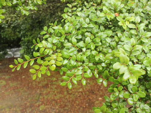 Mountain beech (Nothofagus cliffortioides)