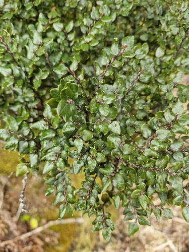 Mountain beech (Nothofagus cliffortioides)
