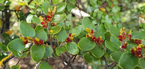 Mountain beech (Nothofagus cliffortioides)