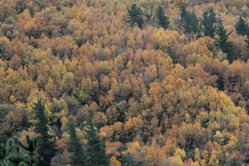 Roble colorado (Nothofagus glauca)