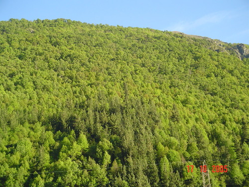 Roble colorado (Nothofagus glauca)