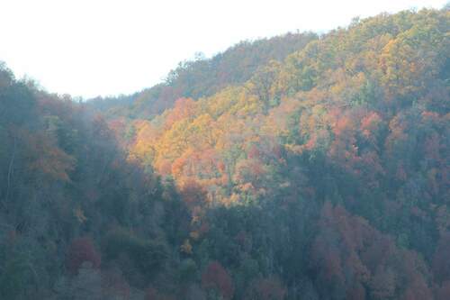 Roble colorado (Nothofagus glauca)