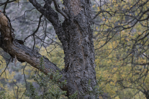 Roble colorado (Nothofagus glauca)