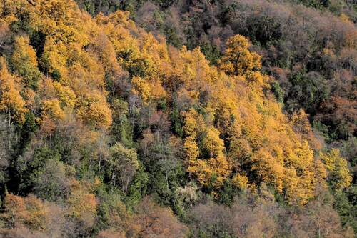 Roble colorado (Nothofagus glauca)