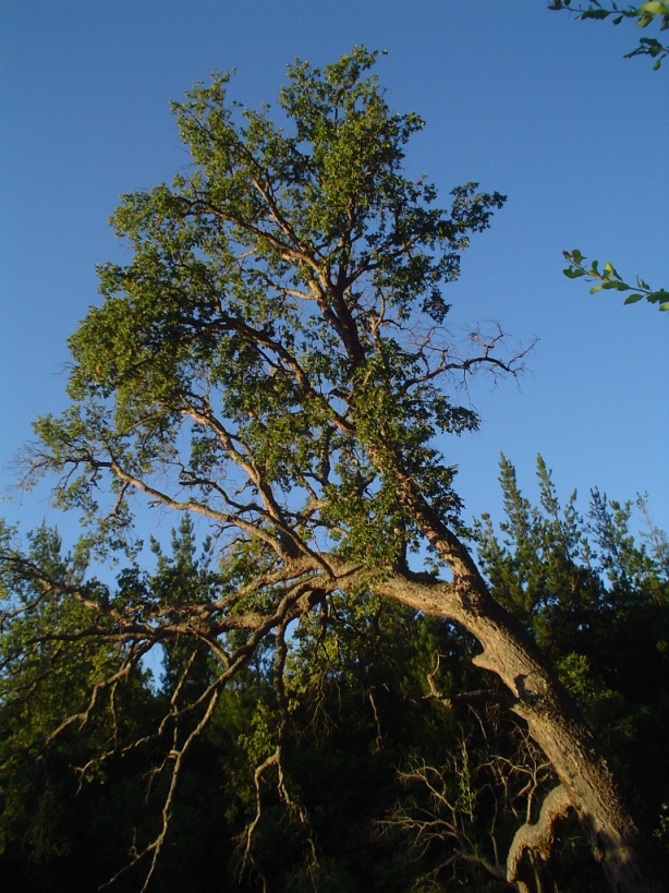 Roble colorado: Hualo adulto