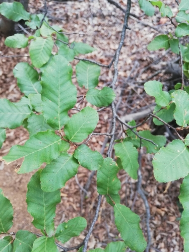 Roble colorado (Nothofagus glauca)