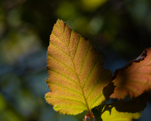Roble colorado (Nothofagus glauca)