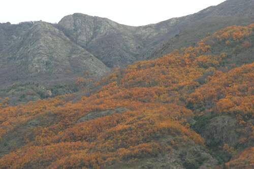 Roble colorado (Nothofagus glauca)