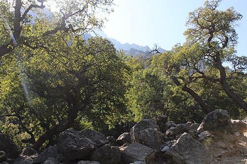 Roble colorado: Los hualos (Nothofagus glauca) presentan grandes poblaciones en el interior de la Reserva Nacional Bellotos del Melado. En dicho lugar se pueden encontrar otras
