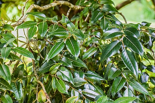Antarctic beech: Nothofagus moorei in Eastwoodhill Arboretum, Gisborne Region, New Zealand