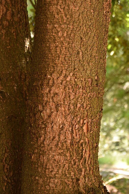 Antarctic beech: Nothofagus moorei in Dunedin Botanic Garden, Dunedin, New Zealand