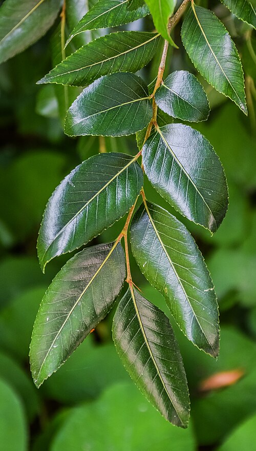 Antarctic beech: Nothofagus moorei in Eastwoodhill Arboretum, Gisborne Region, New Zealand