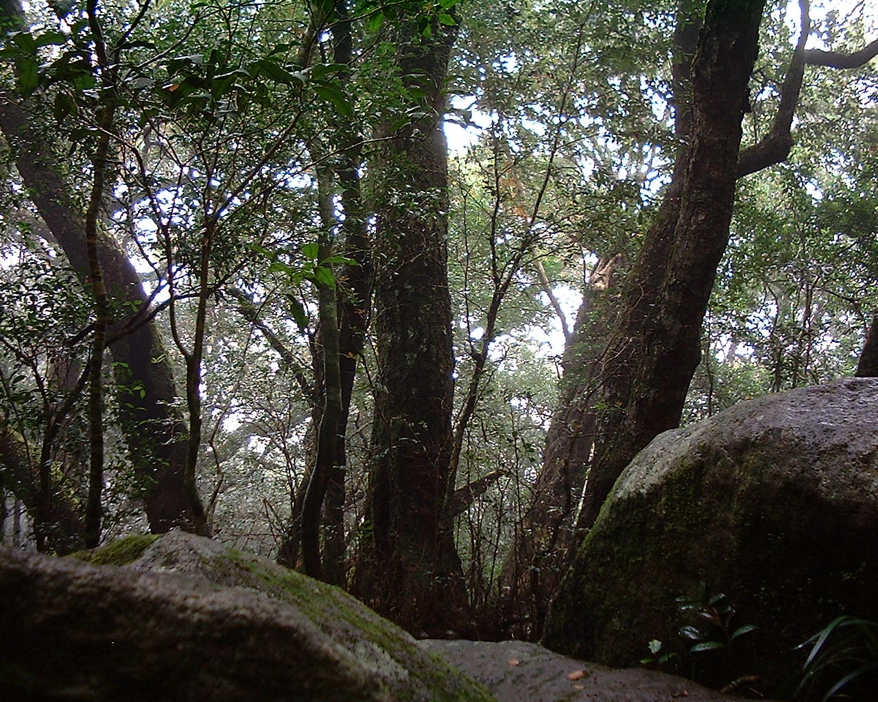 Antarctic beech: Antarctic Beech trees (Nothofagus moorei) at "Tullawallul" in Lamington National Park , about 3 kilometres via walking track from Binna Burra .