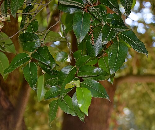 Antarctic beech: Nothofagus moorei in Dunedin Botanic Garden, Dunedin, New Zealand